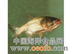 供應鮮活水產品，優選鳙魚與大頭寶，盡在東港市黃海水產品批發市場利源海鮮商行