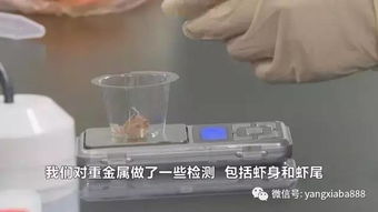 蝦頭黑是否意味著重金屬污染？揭開(kāi)常見(jiàn)水產(chǎn)品安全疑云